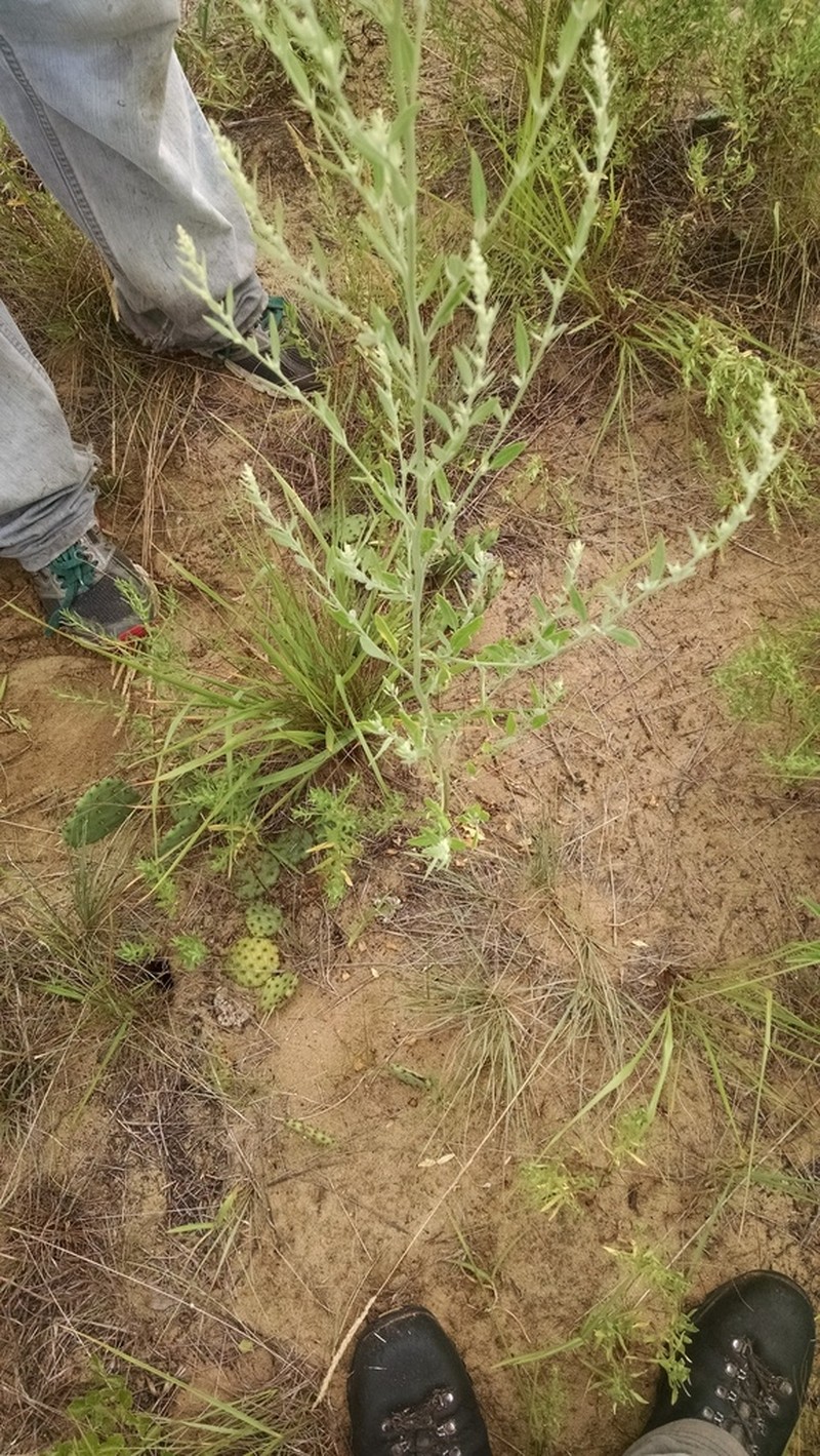 Aridland Goosefoot