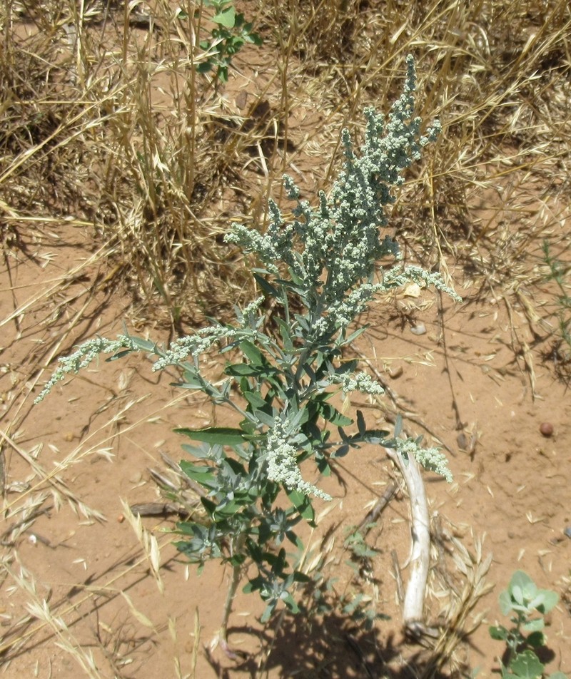 Aridland Goosefoot photo 2