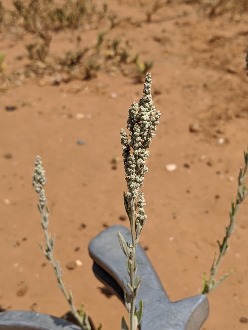 Aridland Goosefoot photo 3