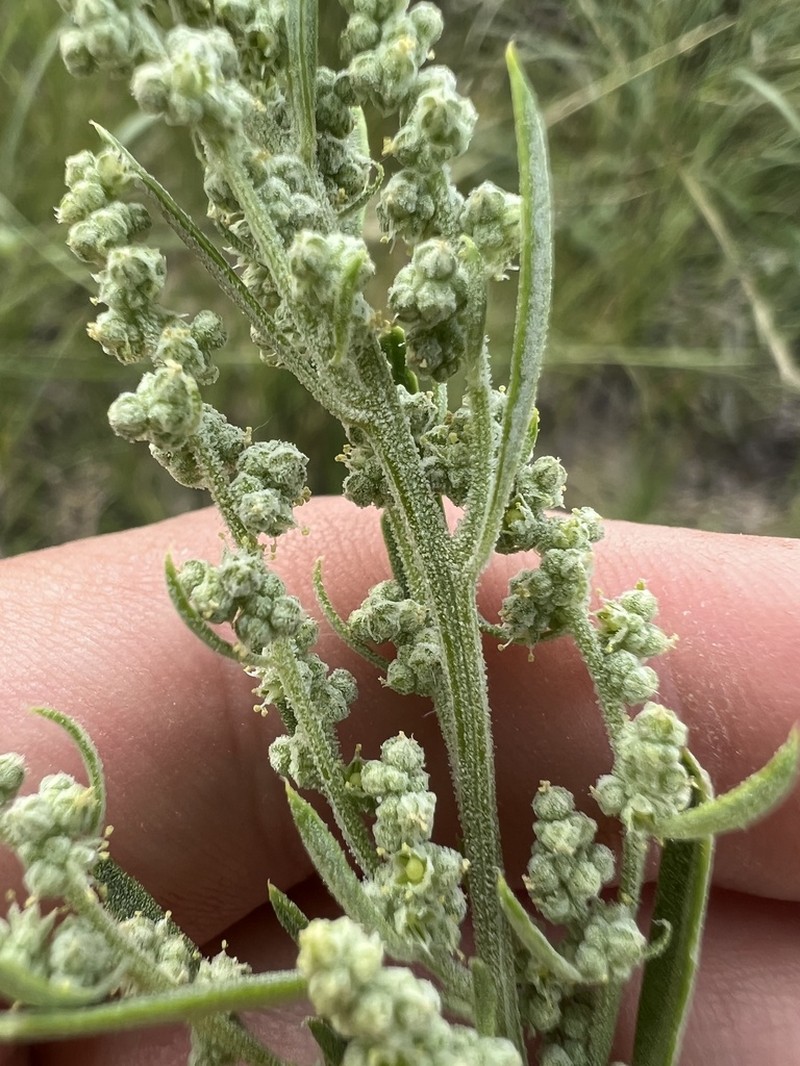 Aridland Goosefoot photo 4