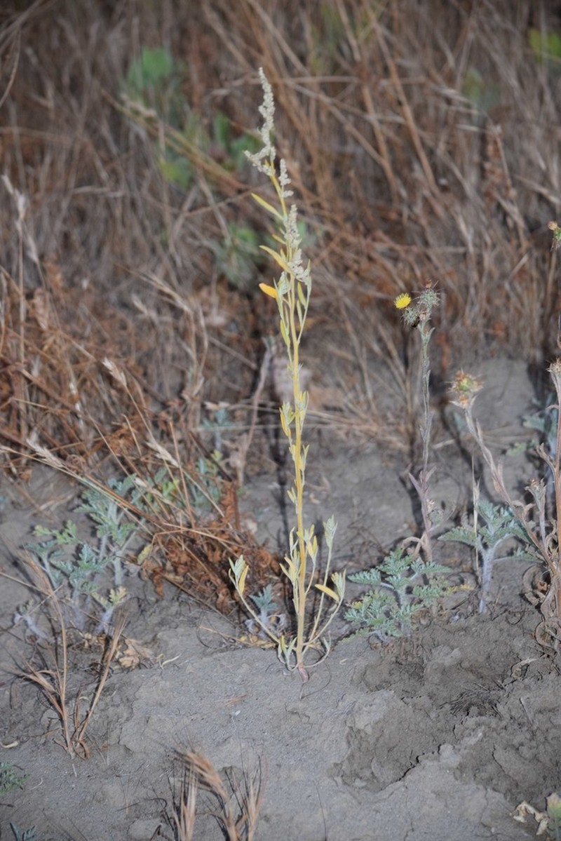 Aridland Goosefoot photo 5