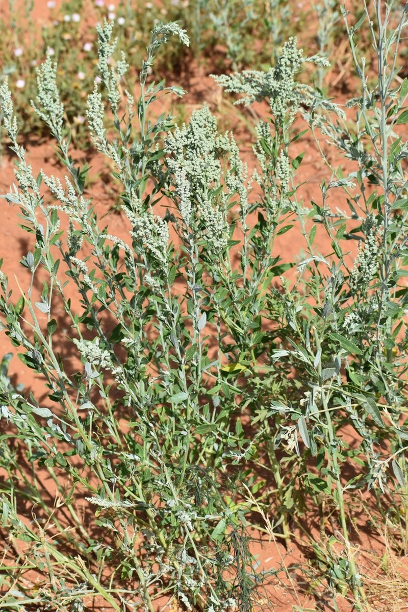 Aridland Goosefoot photo 6