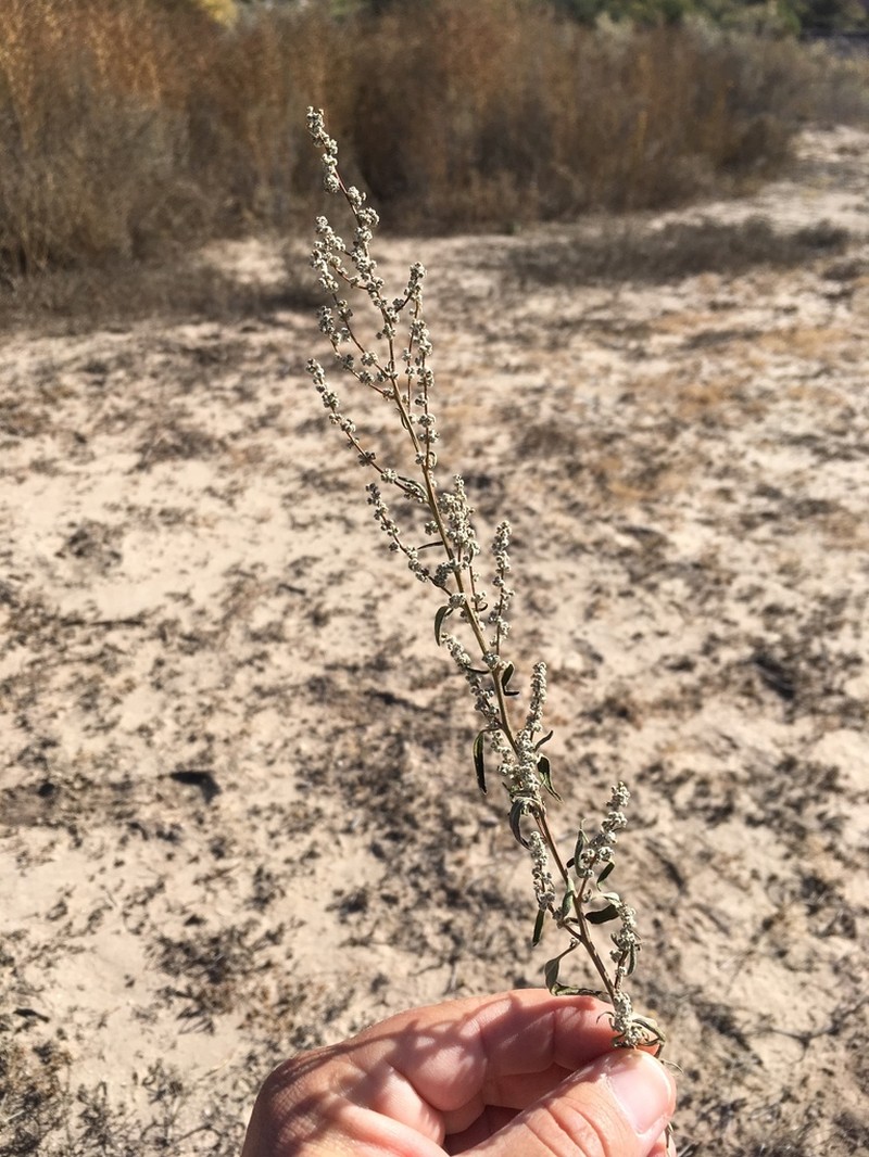 Aridland Goosefoot photo 7