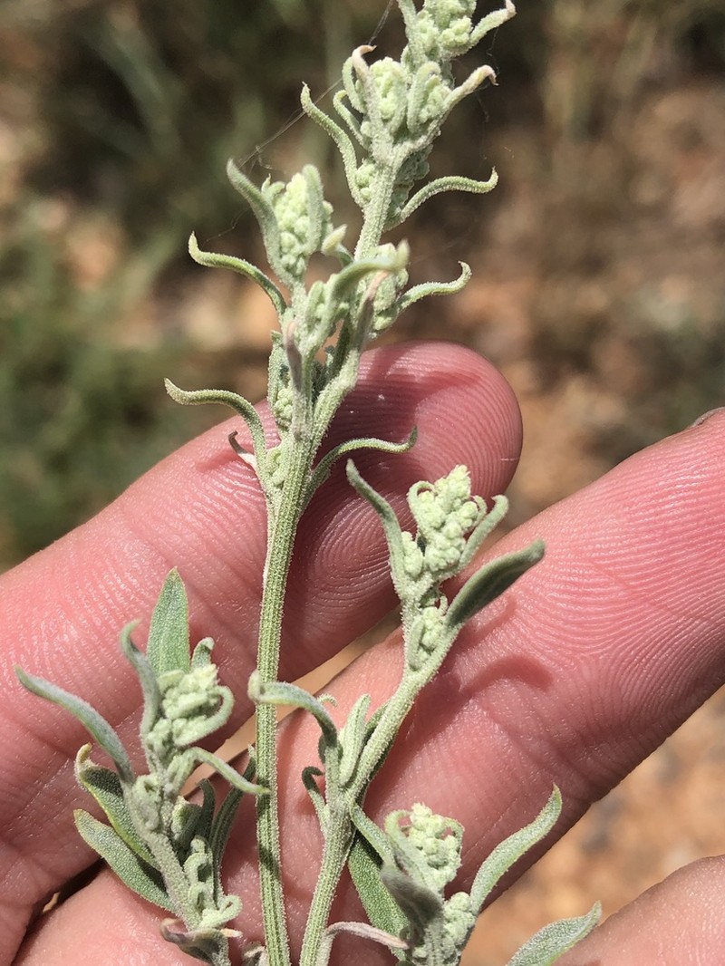 Aridland Goosefoot photo 8