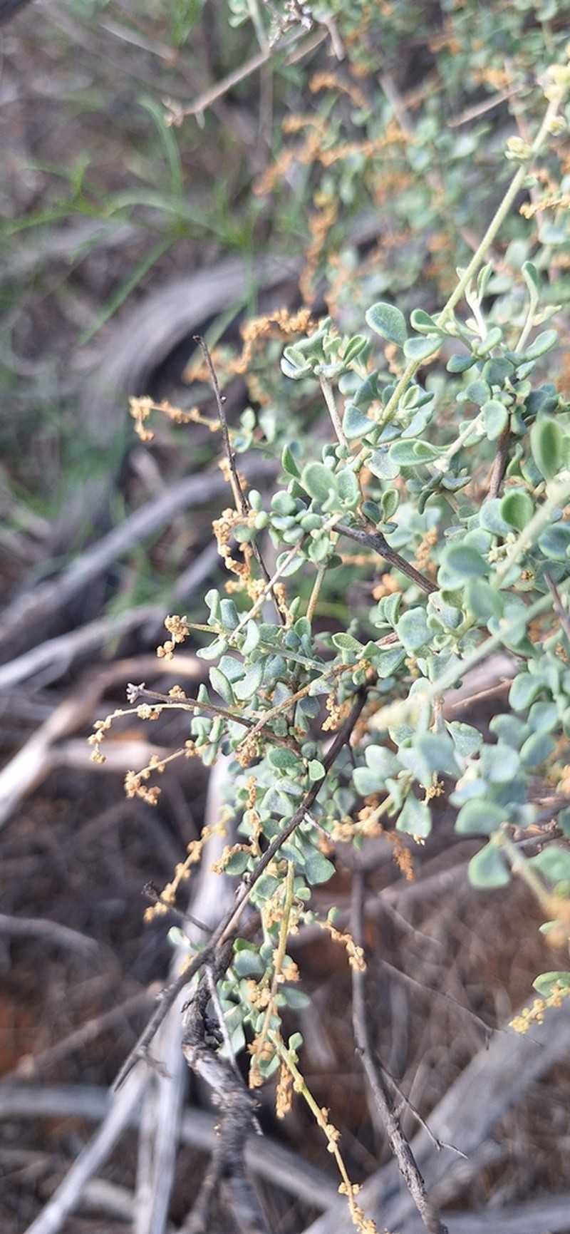 Chenopodium drummondii