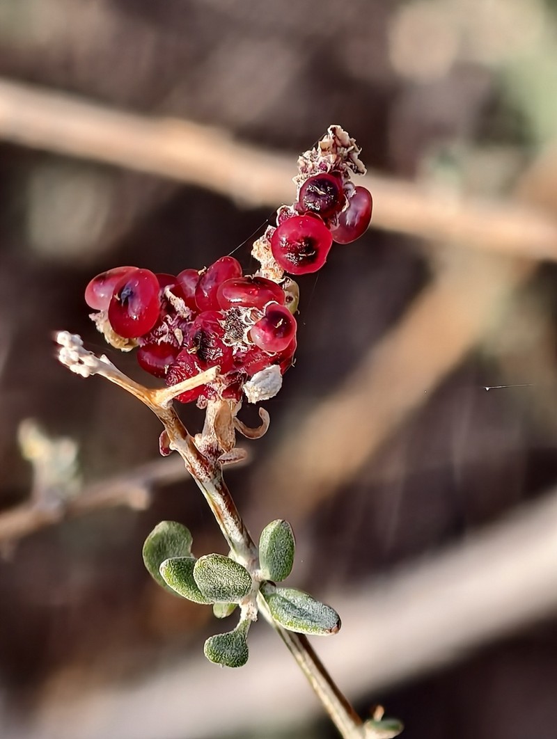 Chenopodium drummondii photo 2