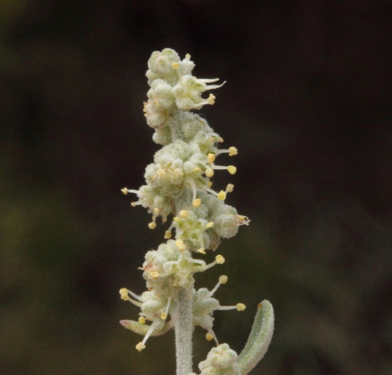 Chenopodium drummondii photo 3