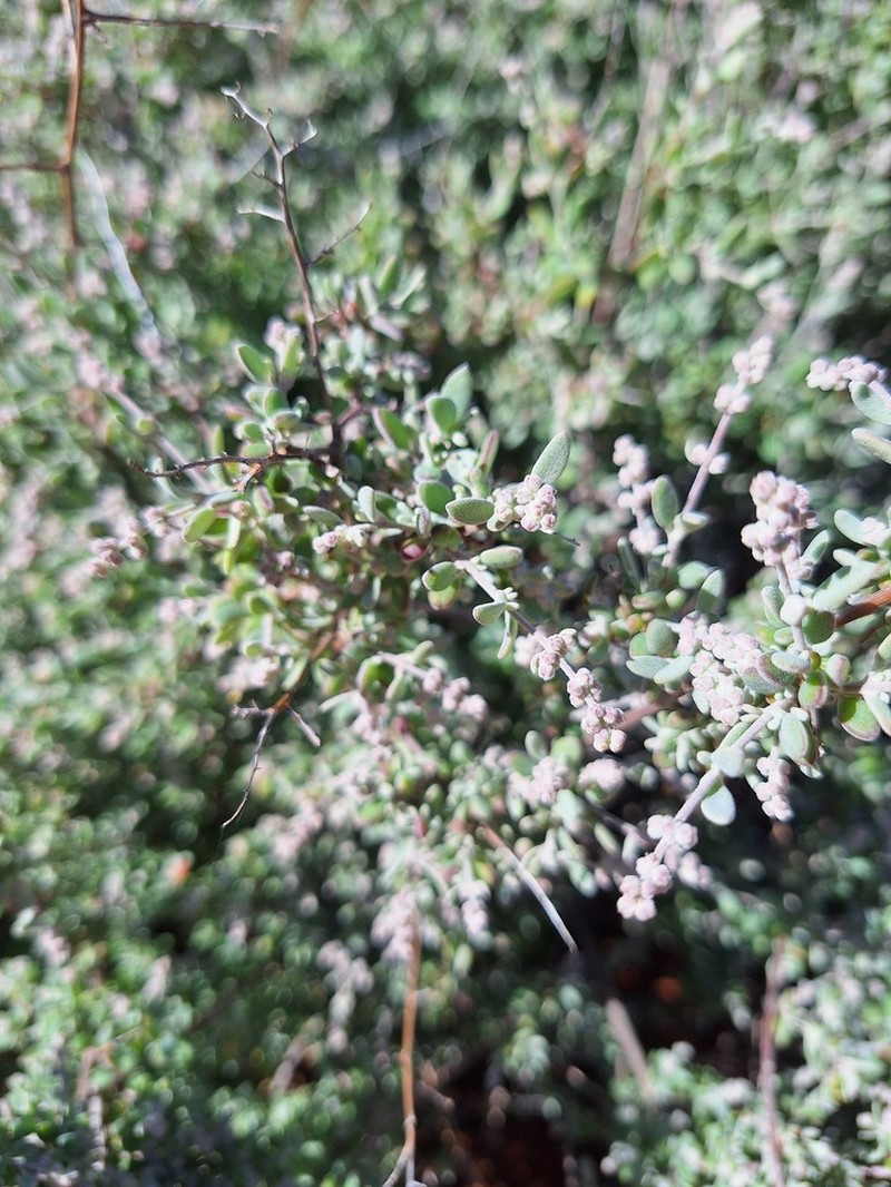 Chenopodium drummondii photo 4