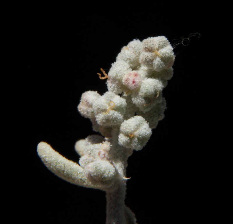 Chenopodium drummondii photo 5