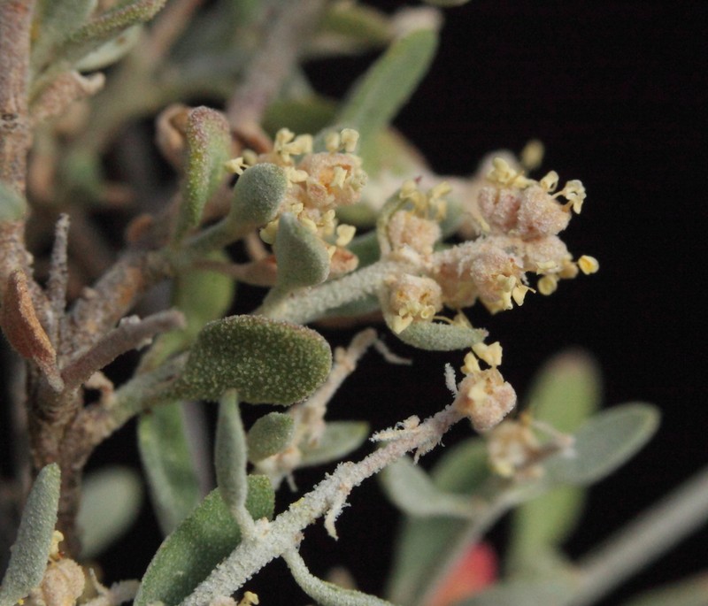 Chenopodium drummondii photo 6