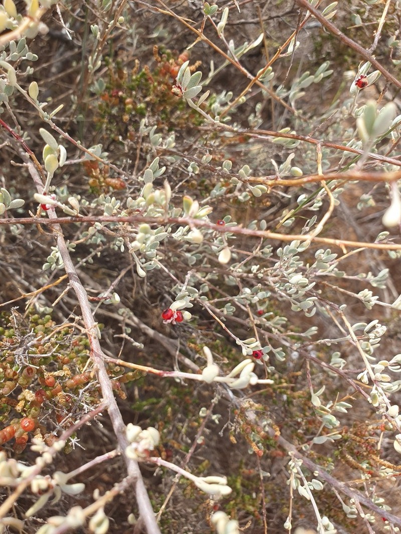 Chenopodium drummondii photo 7