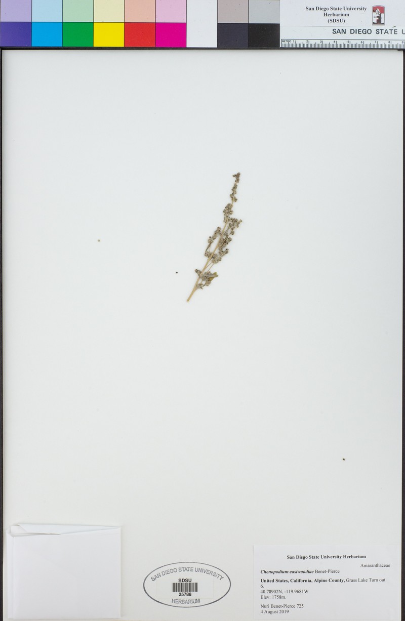 Chenopodium eastwoodiae photo 3
