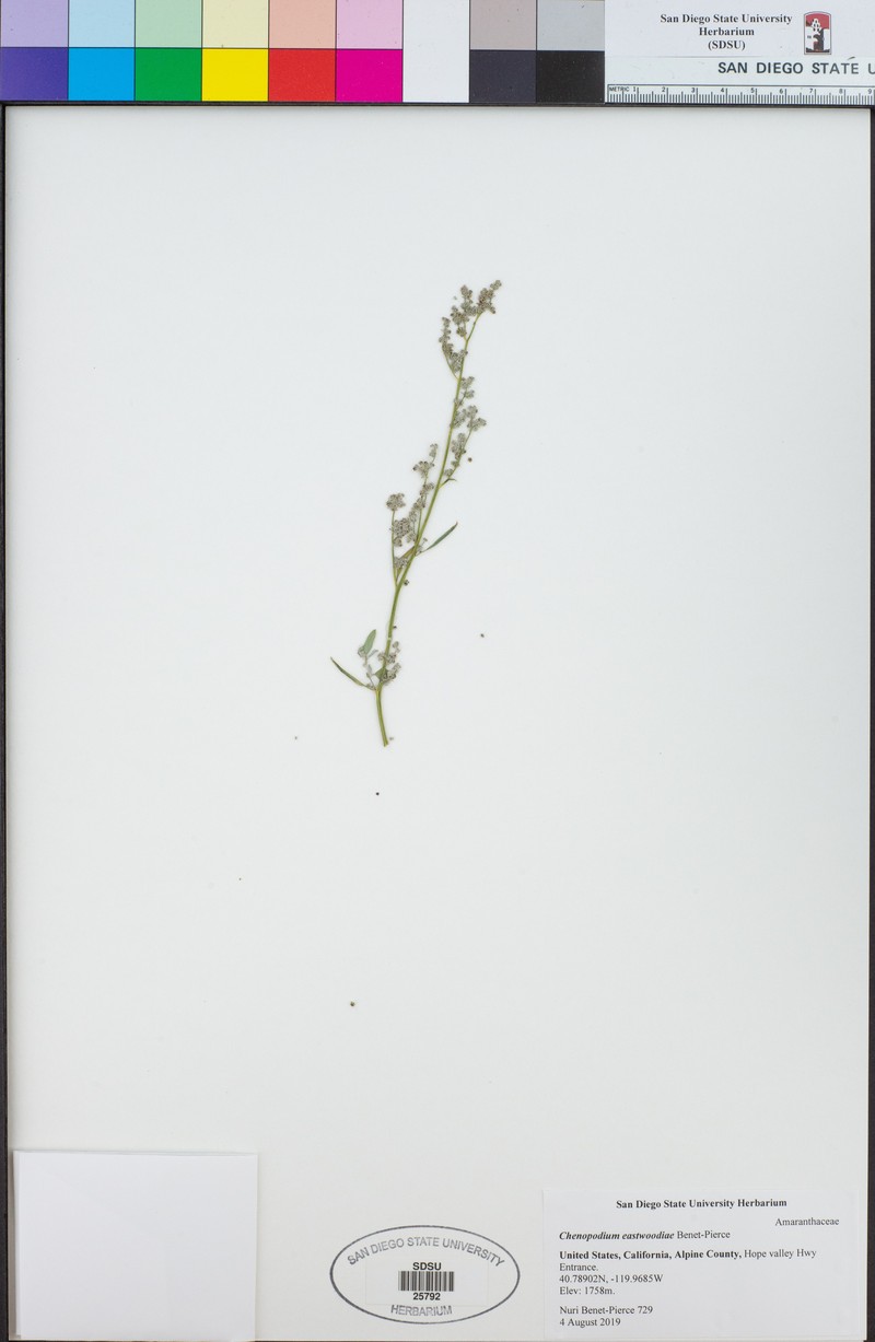 Chenopodium eastwoodiae photo 4