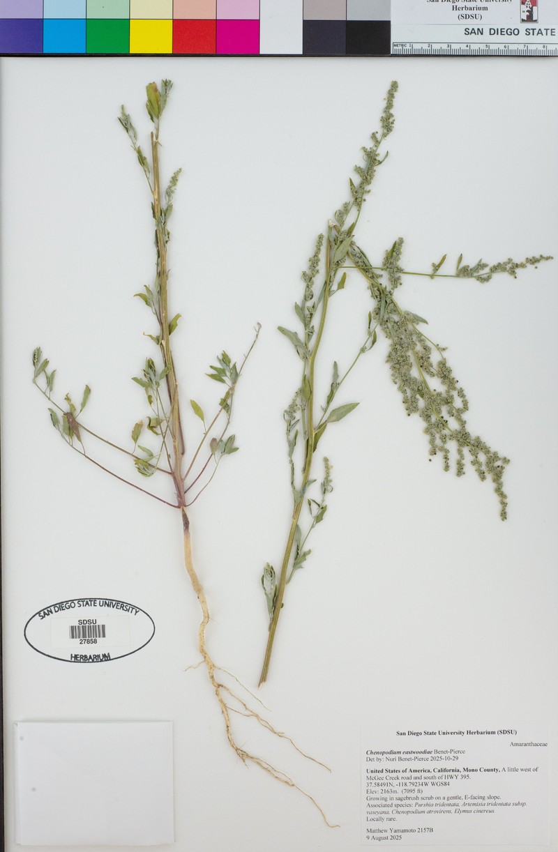 Chenopodium eastwoodiae