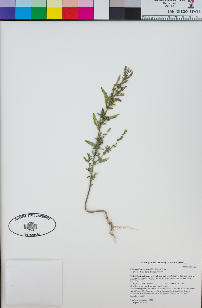 Chenopodium eastwoodiae photo 2