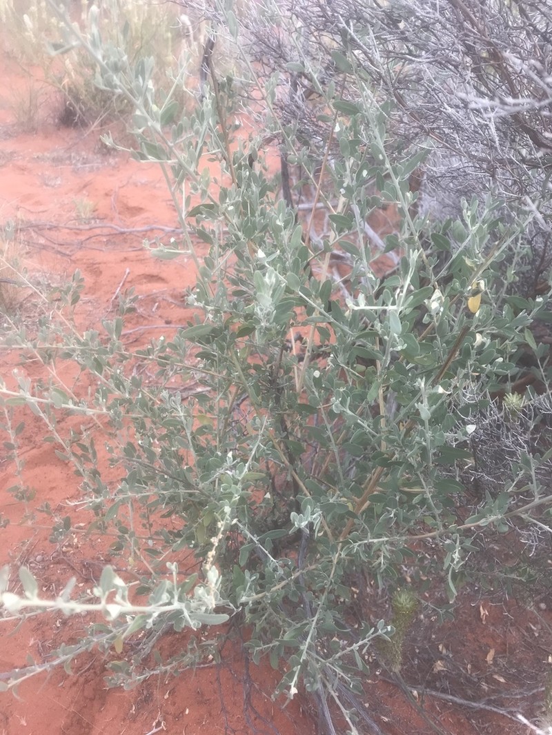 Chenopodium eremaeum