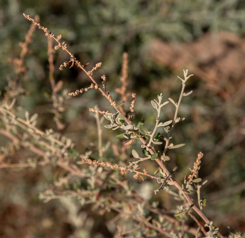 Chenopodium eremaeum photo 2