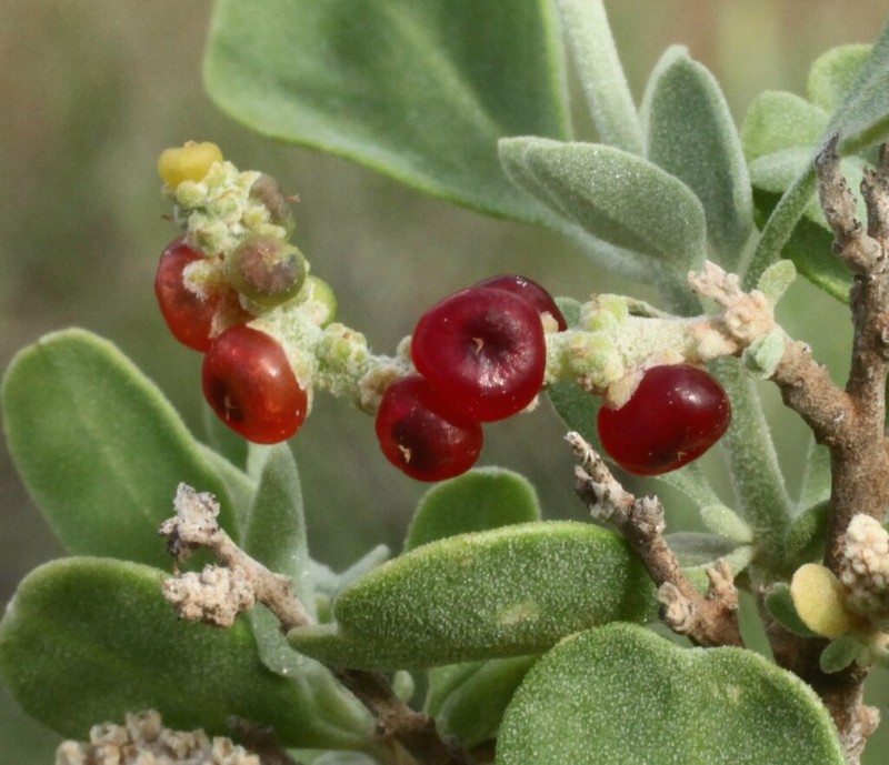 Chenopodium eremaeum photo 3