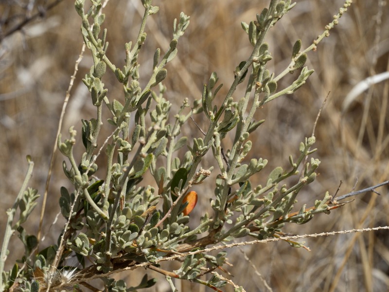 Chenopodium eremaeum photo 4