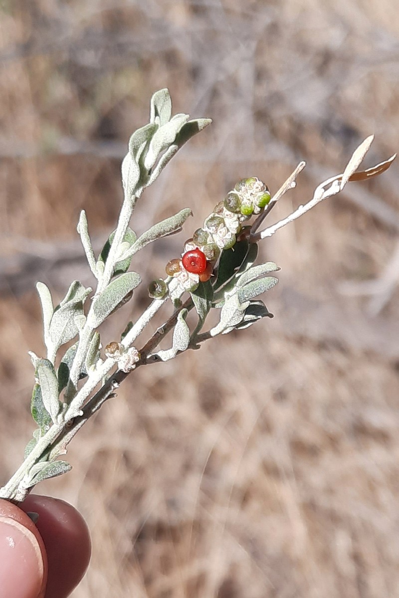 Chenopodium eremaeum photo 5