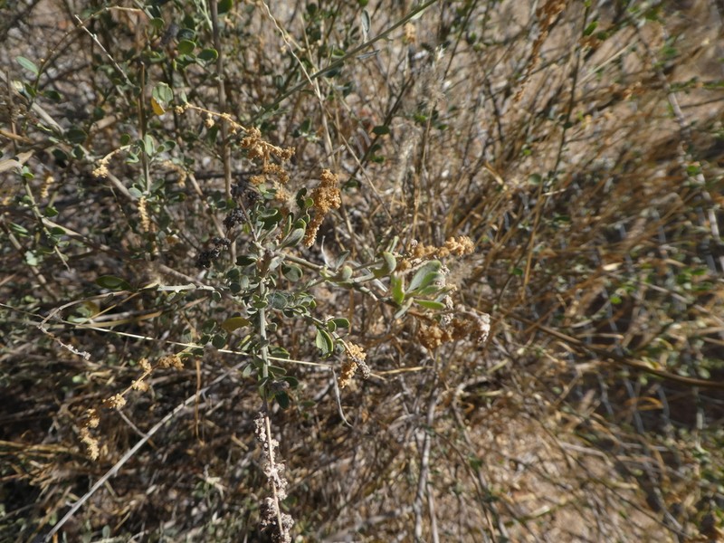 Chenopodium eremaeum photo 6