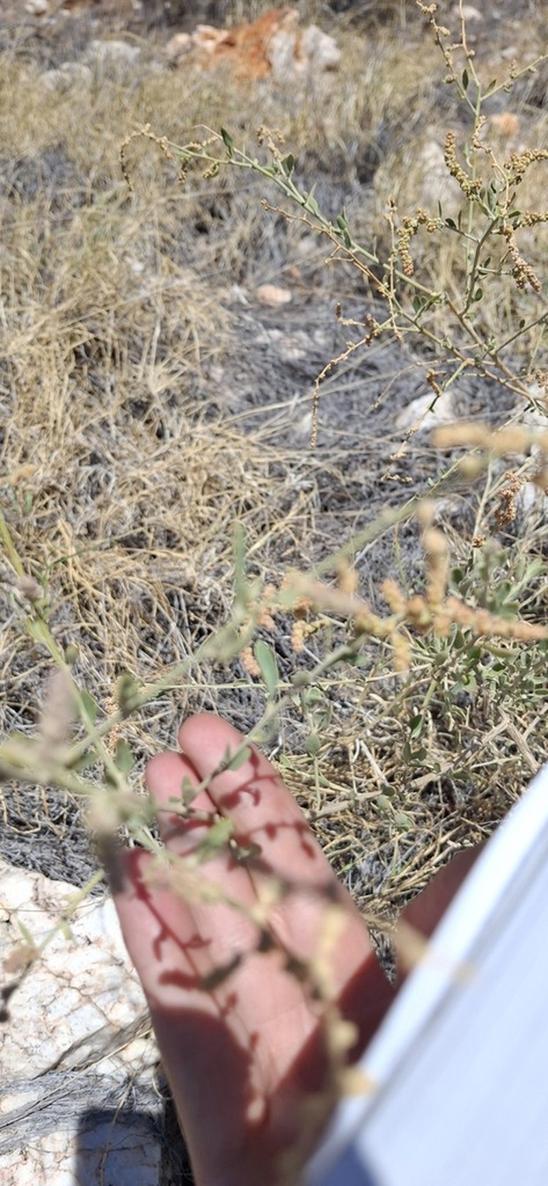 Chenopodium eremaeum photo 7