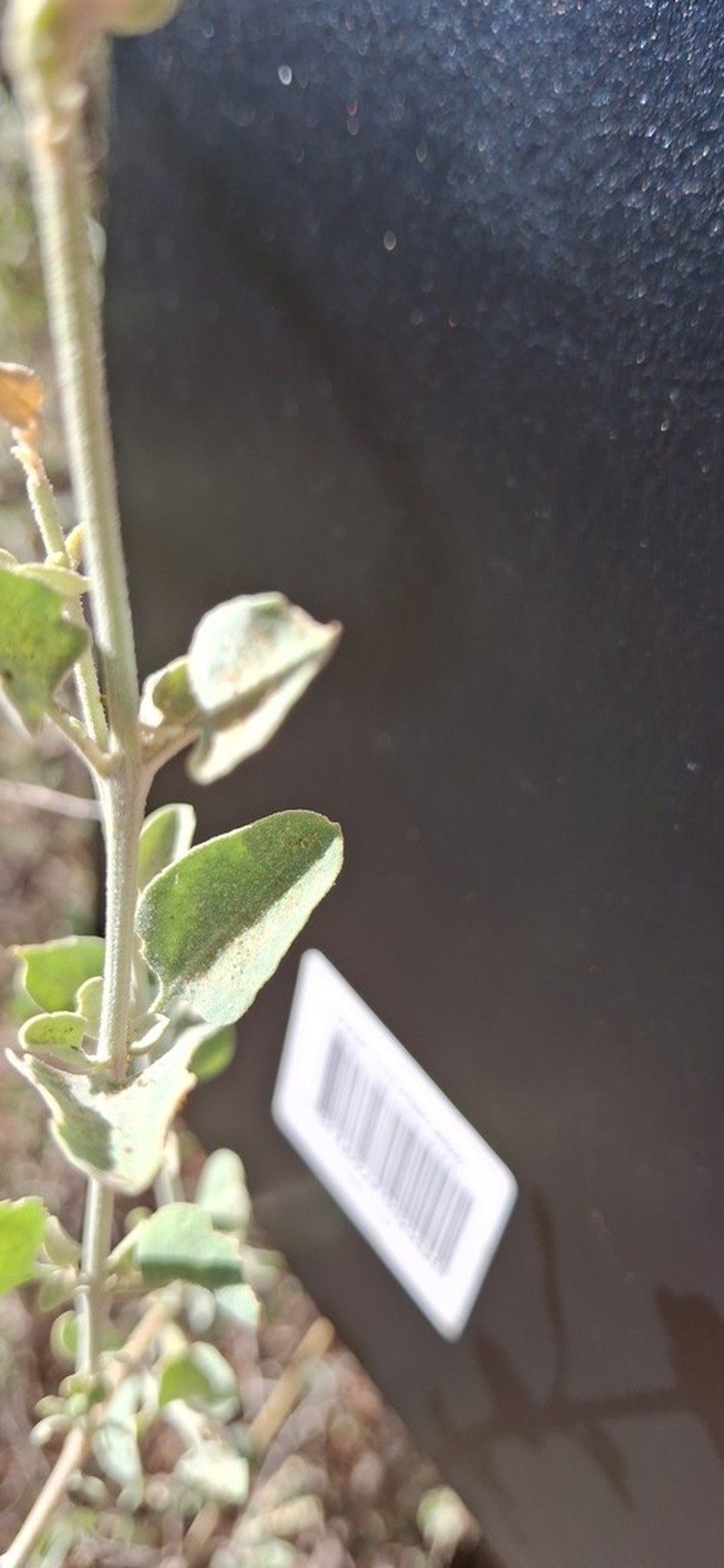 Chenopodium eremaeum photo 8