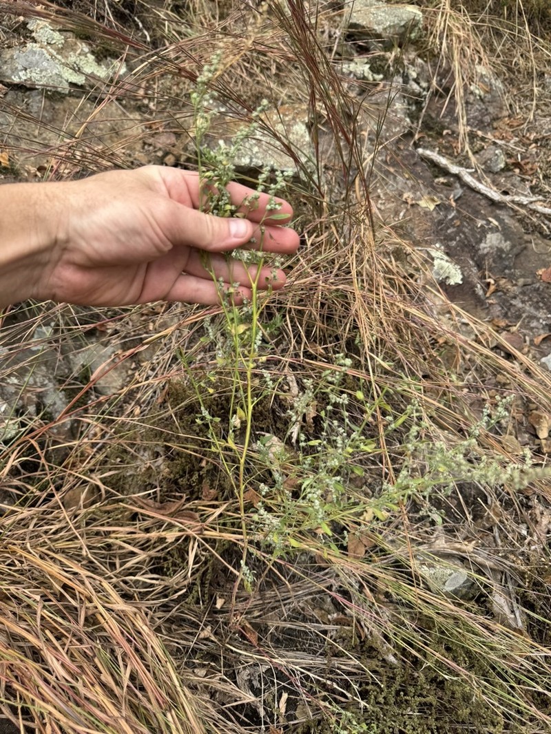 Fogg's Goosefoot