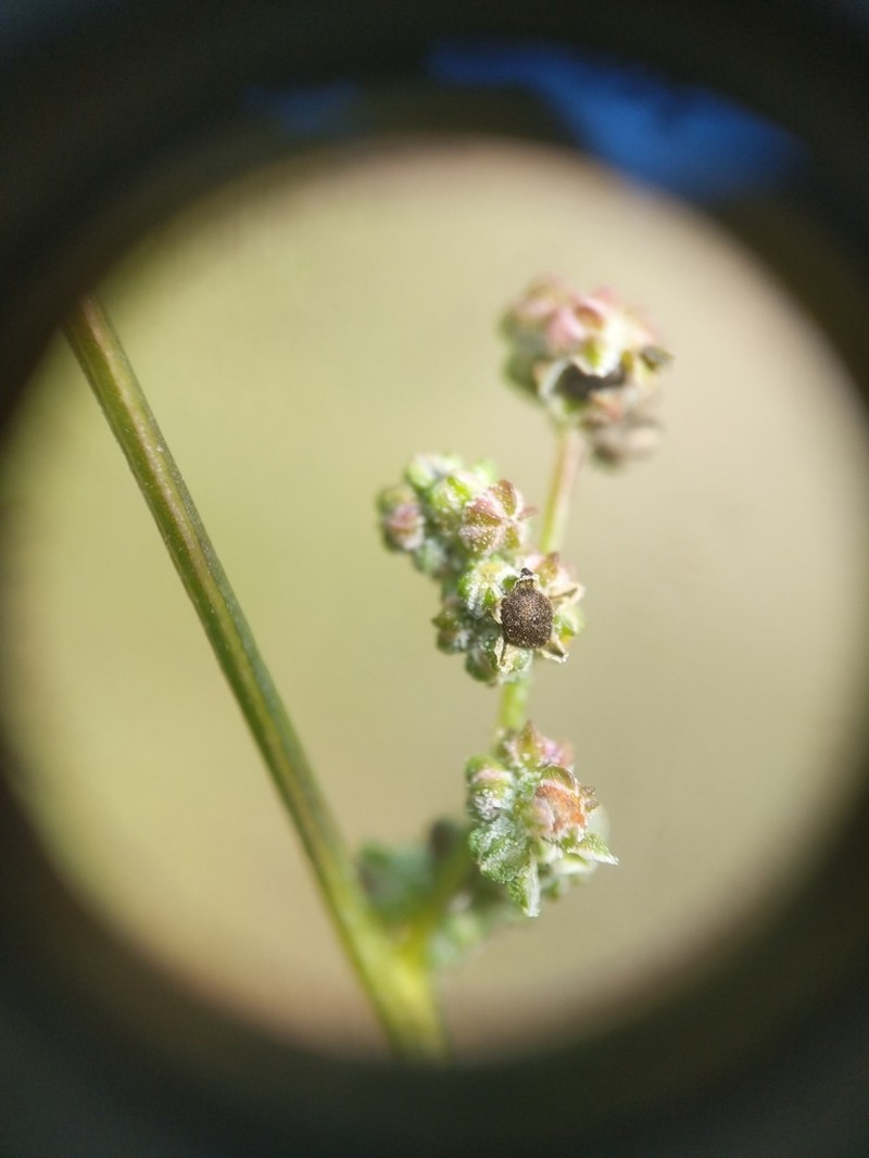 Fogg's Goosefoot photo 2
