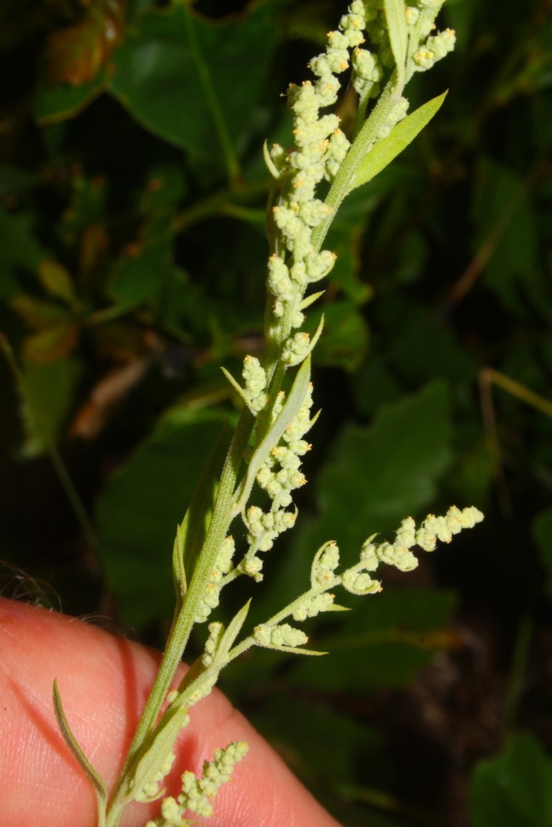 Fogg's Goosefoot photo 3