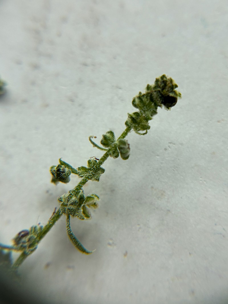 Fogg's Goosefoot photo 4