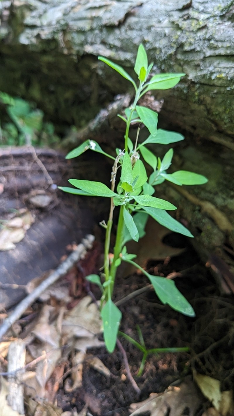 Fogg's Goosefoot photo 5