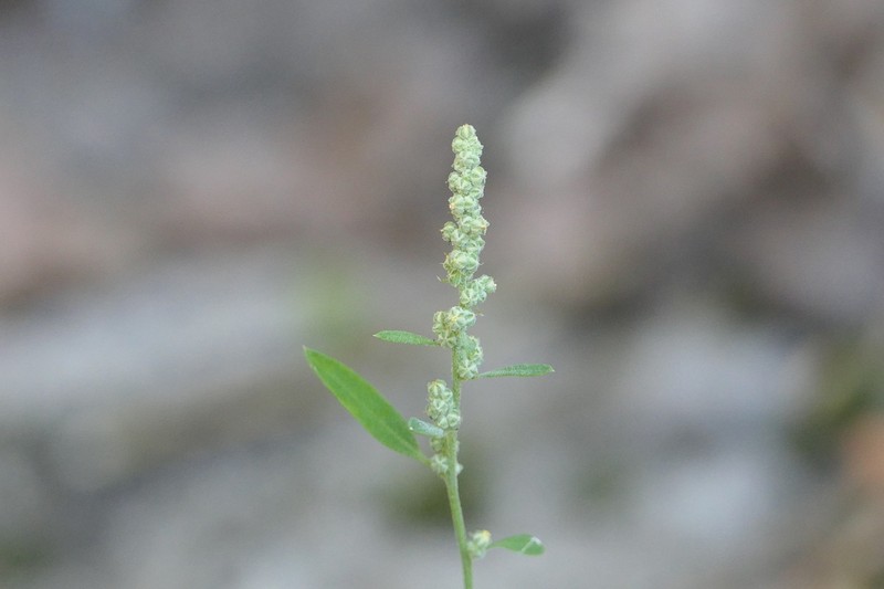 Fogg's Goosefoot photo 6