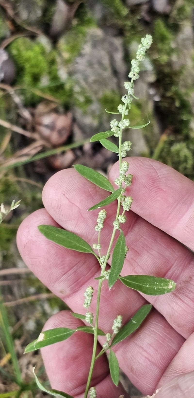 Fogg's Goosefoot photo 7
