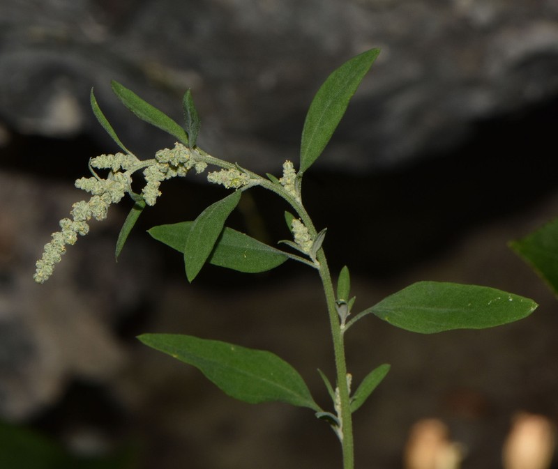 Fogg's Goosefoot photo 8