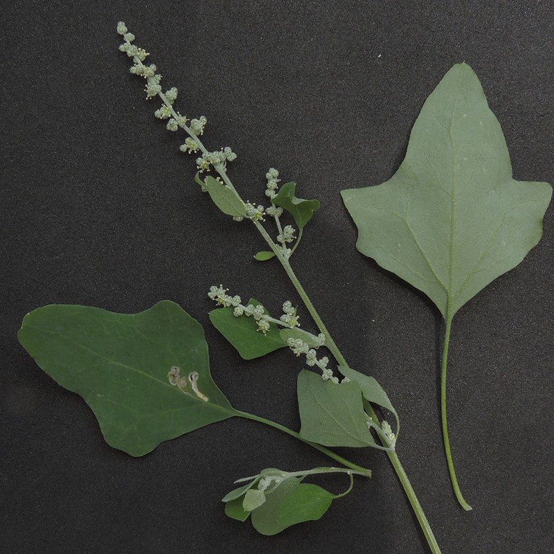 Fremont's Goosefoot