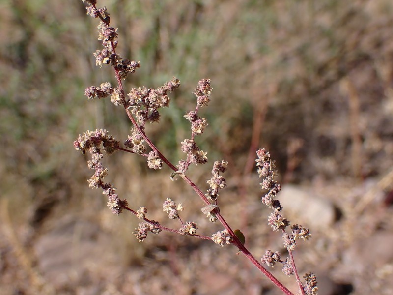 Fremont's Goosefoot photo 2