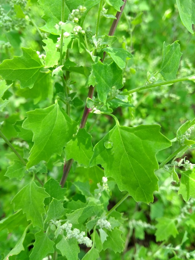 Fremont's Goosefoot photo 3