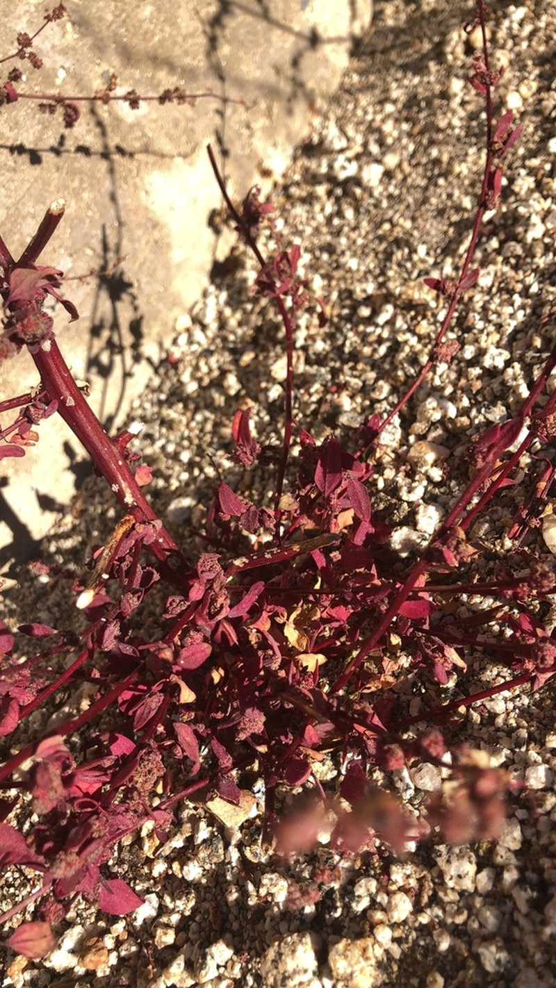 Fremont's Goosefoot photo 4