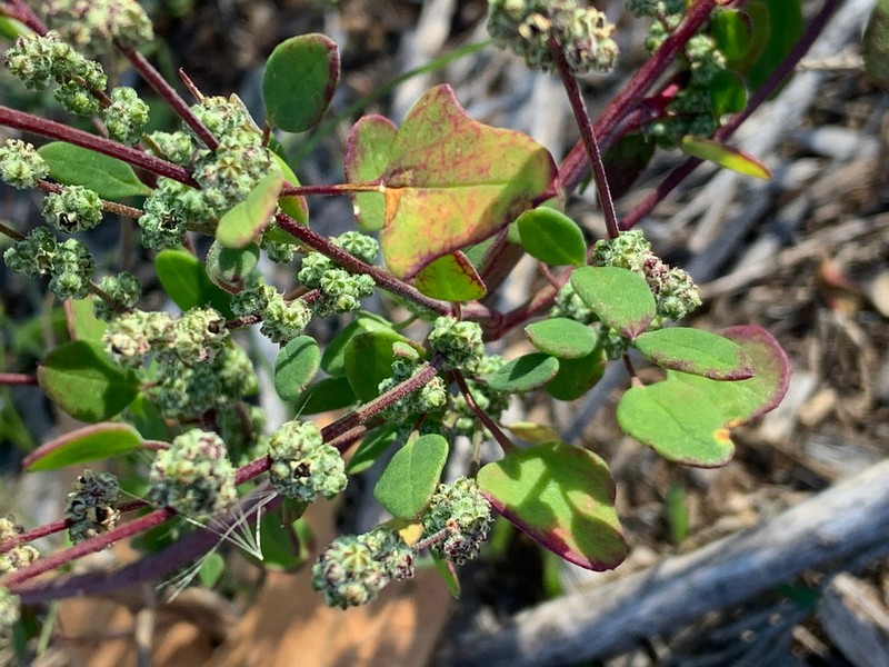 Fremont's Goosefoot photo 5