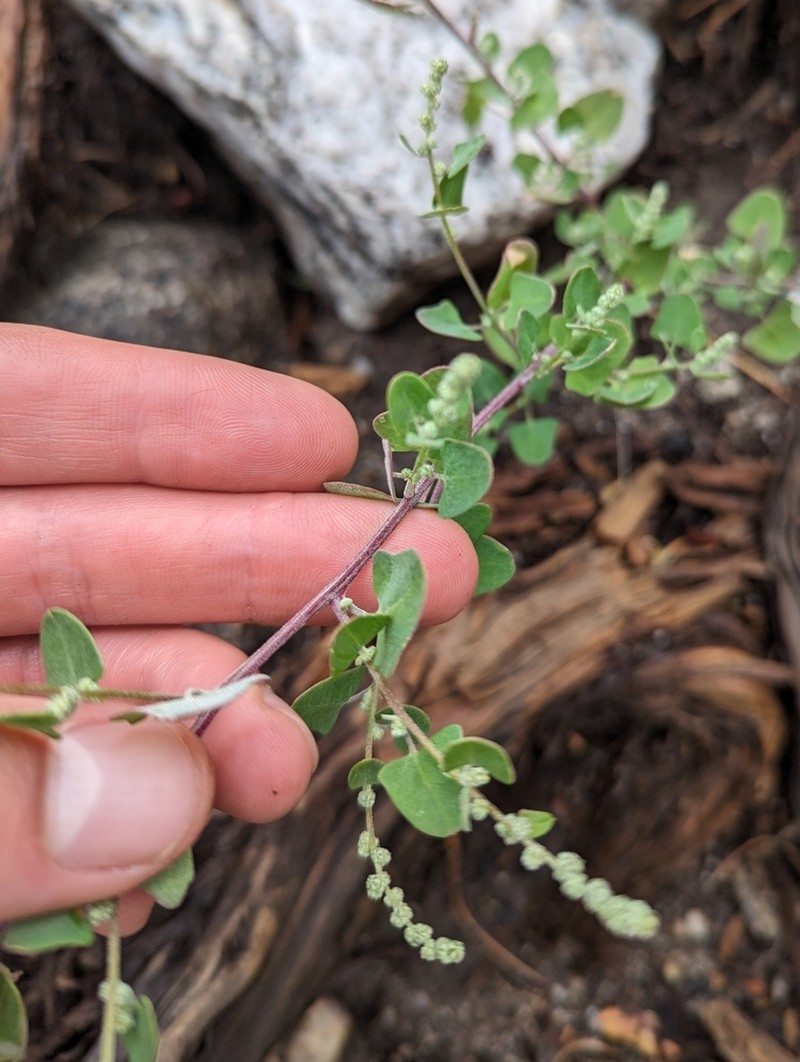 Fremont's Goosefoot photo 6
