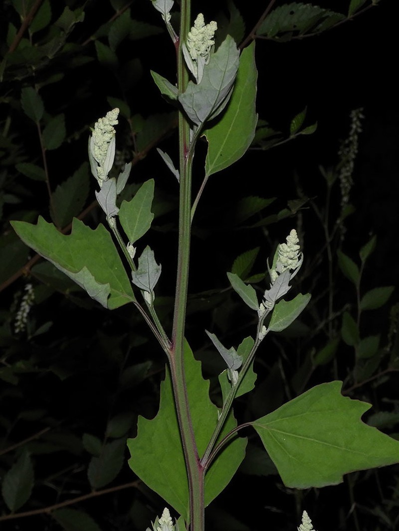 Fremont's Goosefoot photo 7