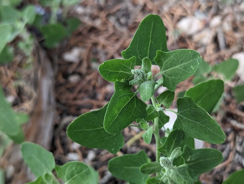 Fremont's Goosefoot photo 8