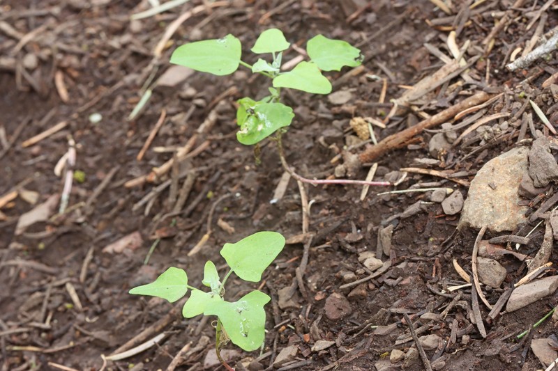 Chenopodium fremontii var. fremontii