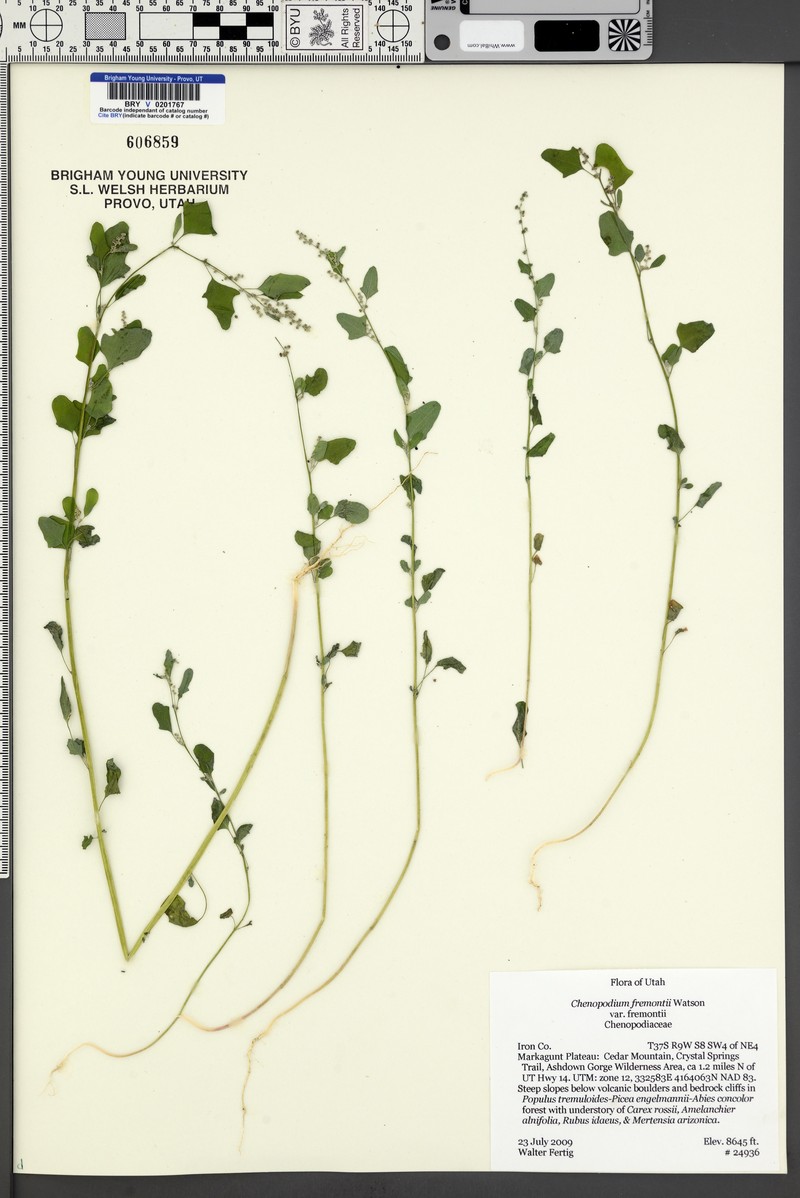 Chenopodium fremontii var. fremontii photo 2