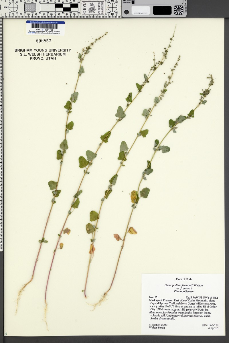 Chenopodium fremontii var. fremontii photo 3