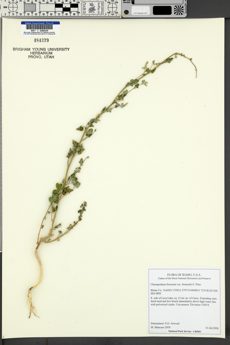 Chenopodium fremontii var. fremontii photo 6