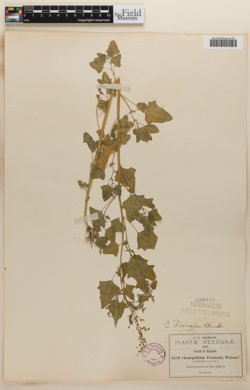 Chenopodium fremontii var. pringlei