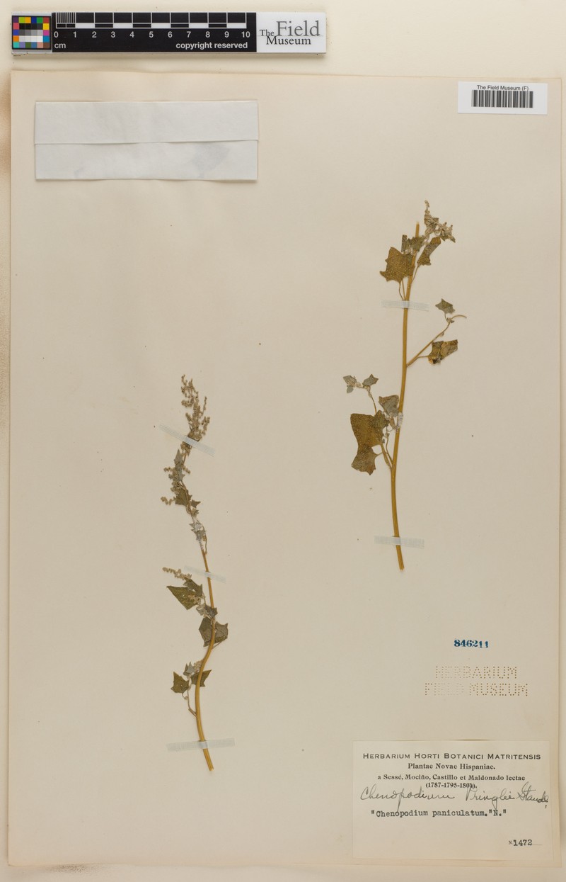 Chenopodium fremontii var. pringlei photo 2