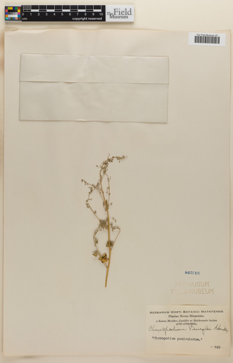 Chenopodium fremontii var. pringlei photo 3